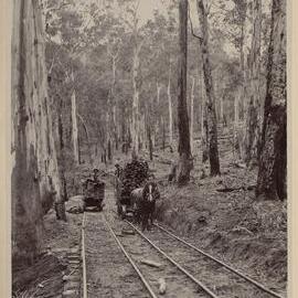 Logging railway, Warburton