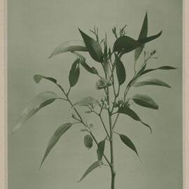 Euc. Marginata