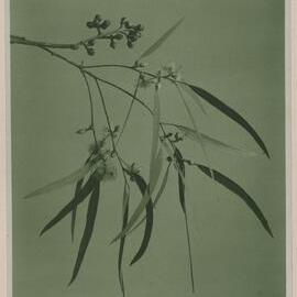 Euc. Tereticornis Variety Syn. E. Insulana