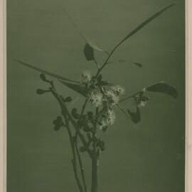 Euc. Elaeophora