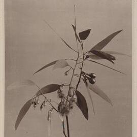 Euc. Leucoxylon Rosea