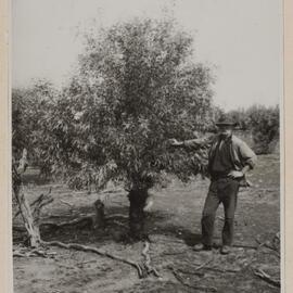 E polybractea at Wedderburn cut annually for oil for 23 years