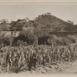 Ercildoune [Homestead and garden]