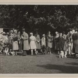 Comical dog show [Miegunyah]