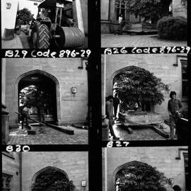 University Grounds. Cussonia tree