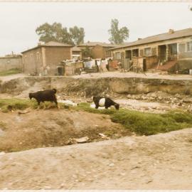 Alexandria[?] - South Africa trip