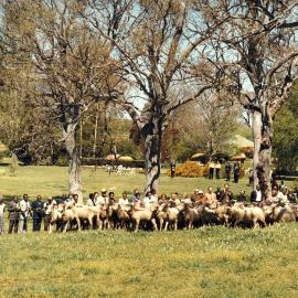 Commonwealth Heads of Government Meeting participants watching a sheep herding demonstration near Canberra, Australian Capital Territory.