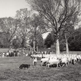Commonwealth Heads of Government Meeting participants watching a sheep herding demonstration near Canberra, Australian Capital Territory.
