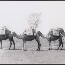 Photograph of camel-drawn wagon loaded with Shell cases (apparently in outback Australia) [2 of many]