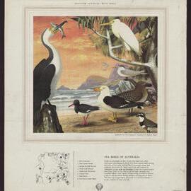 Discover Australia With Shell - Birds of Australia [1 of many]