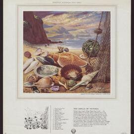 Discover Australia With Shell - Shells [1 of many]
