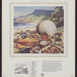 Discover Australia With Shell - Shells [2 of many]