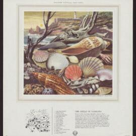 Discover Australia With Shell - Shells [3 of many]