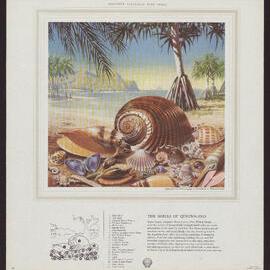 Discover Australia With Shell - The Shells of Queensland