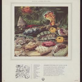 Discover Australia With Shell - Shells [6 of many]