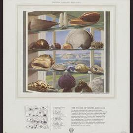 Discover Australia With Shell - Shells [7 of many]
