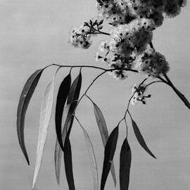 Eucalyptus Paniculata