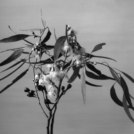 Eucalyptus Sideroxylon.c