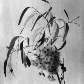 Eucalyptus Sideroxylon var. pallens