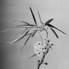 Eucalyptus Sideroxylon