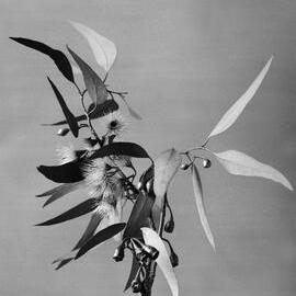 Eucalyptus Leucoxylon.b