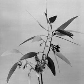 Eucalyptus Leucoxylon var. macrocarpa rosea