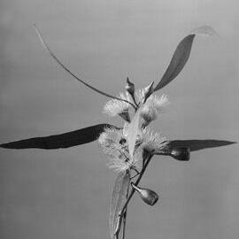 Eucalyptus Leucoxylon var. macrocarpa