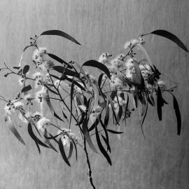 Eucalyptus Melliodora