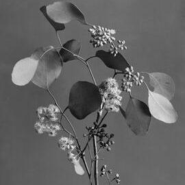 Eucalyptus Polyanthemos.a