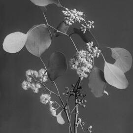 Eucalyptus Polyanthemos.b