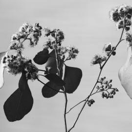 Eucalyptus Baueriana