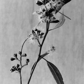 Eucalyptus Calycogona