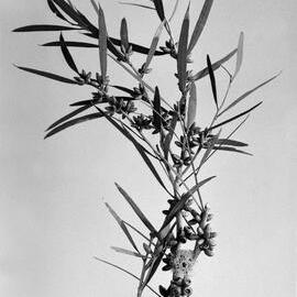 Eucalyptus Cneorifolia