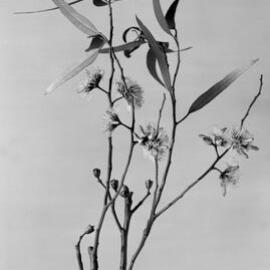 Eucalyptus Oleosa var. longicornis