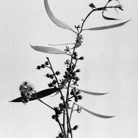 Eucalyptus Salmonophloia