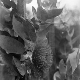 Eucalyptus Macrocarpa.bloom