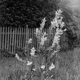 Eucalyptus Macrocarpa.tree