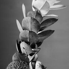 Eucalyptus Macrocarpa