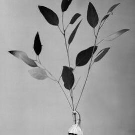 Eucalyptus Pyriformis