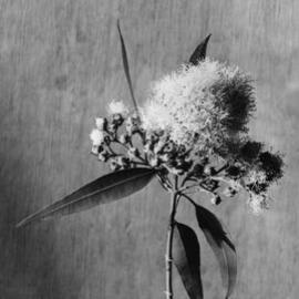 Eucalyptus Angophora_lanceolata