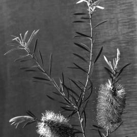 Eucalyptus Callistemon_lanceolatus