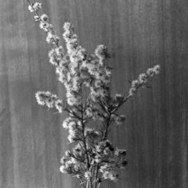 Eucalyptus Melaleuca_nodosa