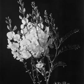 Swainsona Grandiflora