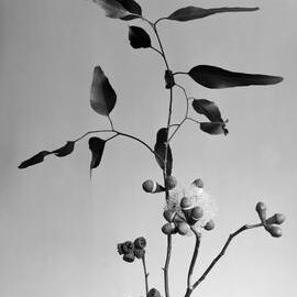 Eucalyptus Gomphocephala