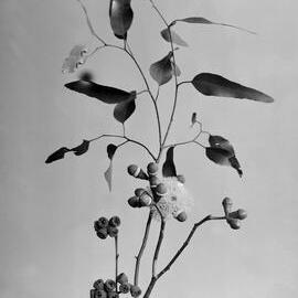 Eucalyptus Gomphocephala_4