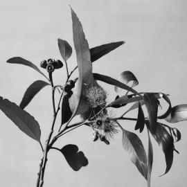 Eucalyptus Platypus var. acutifolia