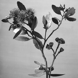 Eucalyptus Obcordata