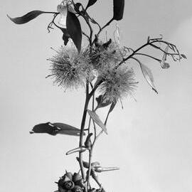 Eucalyptus Macrandra