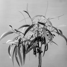 Eucalyptus Occidentalis