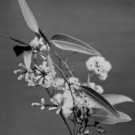 Eucalyptus Cladocalyx